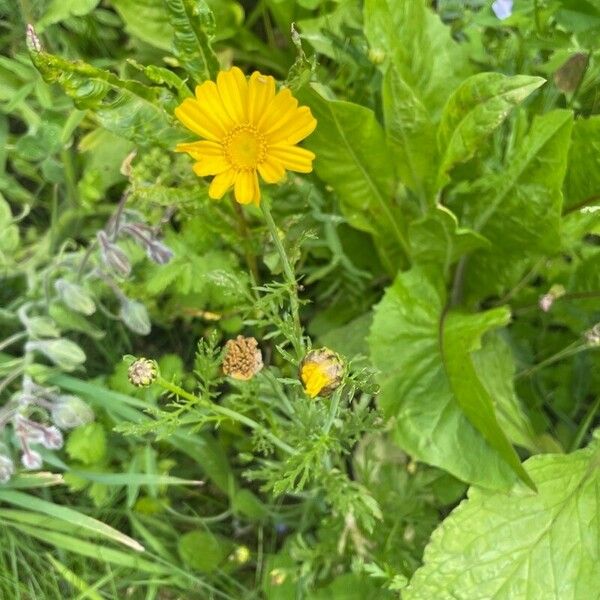 Glebionis coronaria Levél