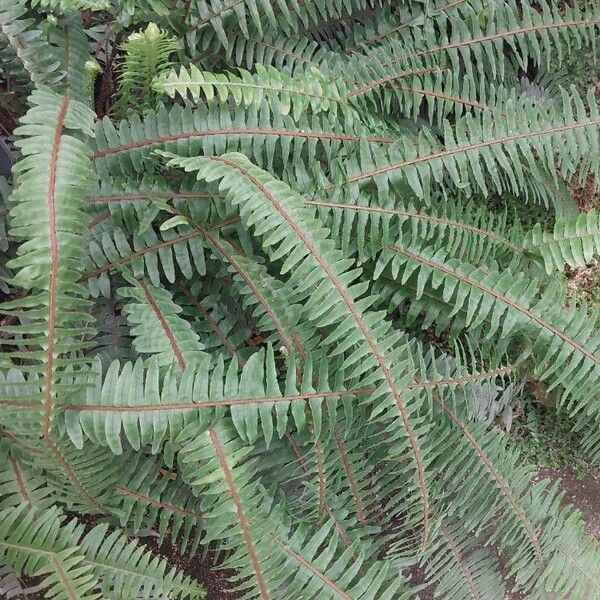 Nephrolepis cordifolia Blad