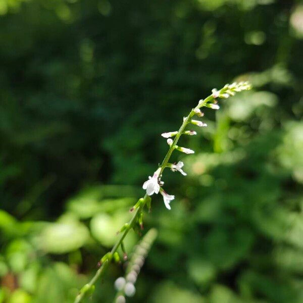 Phryma leptostachya Fiore