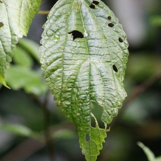 Boehmeria japonica Leaf