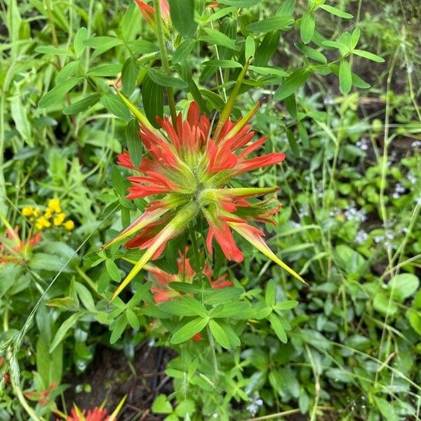 Castilleja miniata Flower