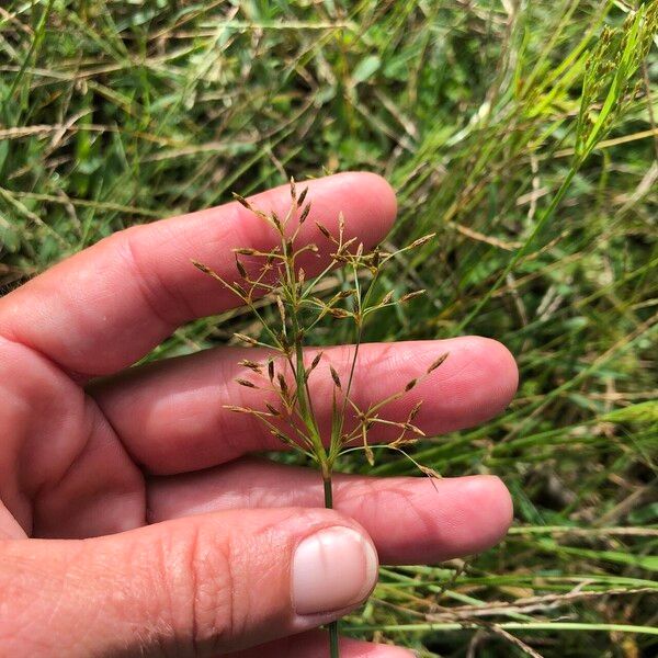 Fimbristylis autumnalis Φρούτο