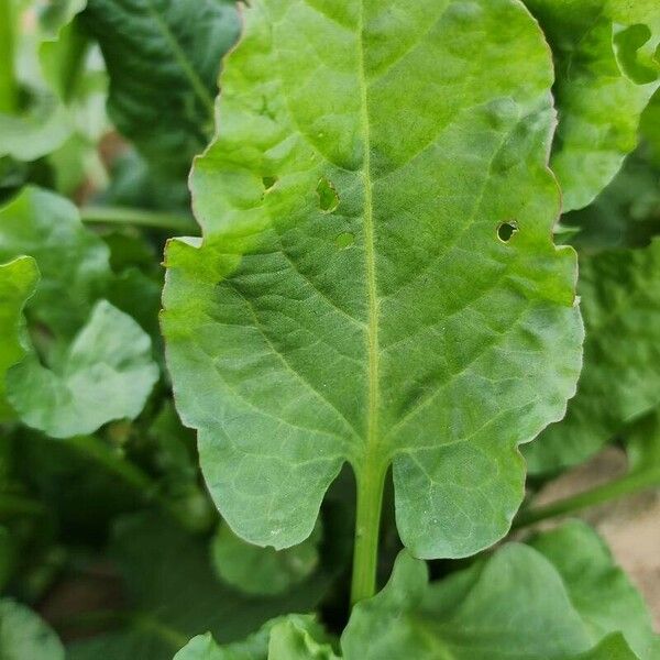 Rumex spinosus পাতা