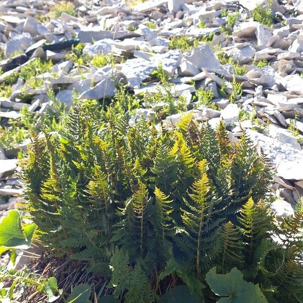 Dryopteris villarii عادت