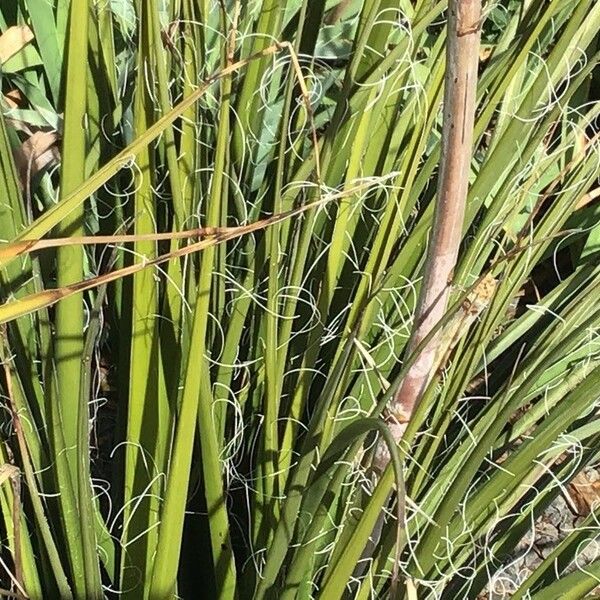 Hesperaloe parviflora Habitat