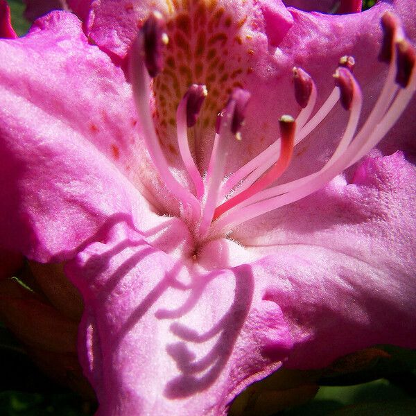 Rhododendron catawbiense Flors