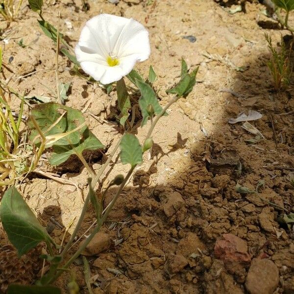 Convolvulus arvensis 花