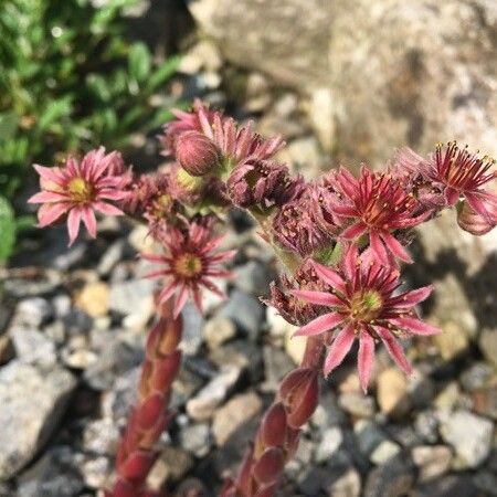 Sempervivum montanum Flor