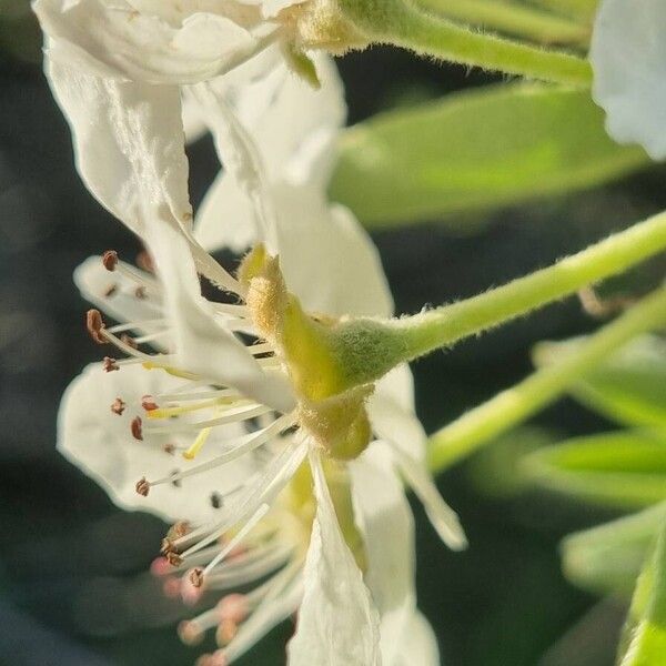 Pyrus spinosa Fleur