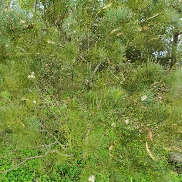 Hakea drupacea ᱥᱟᱠᱟᱢ