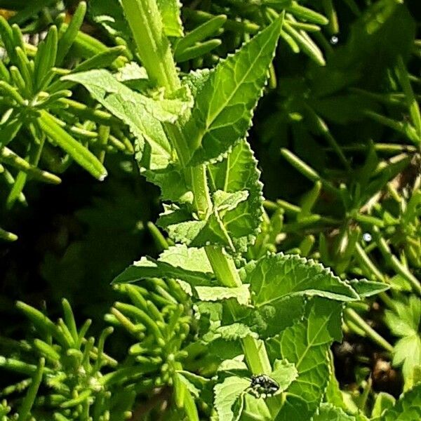 Verbascum blattaria Liść