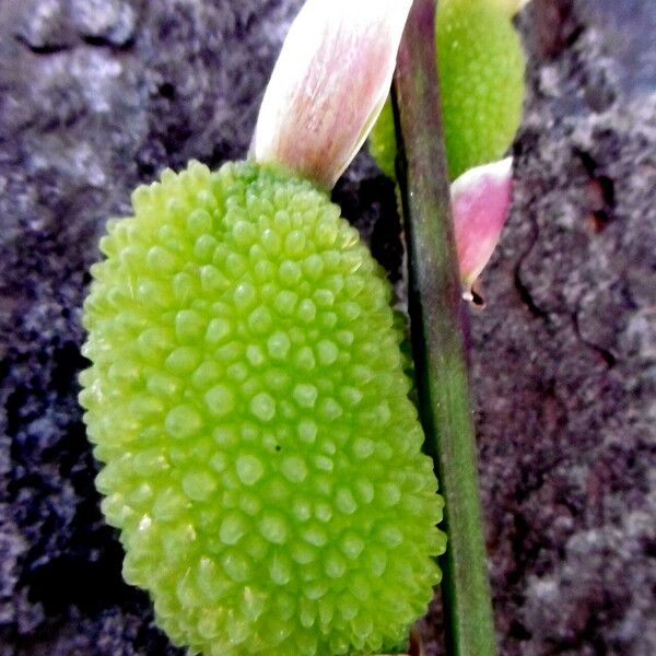 Canna indica Gyümölcs