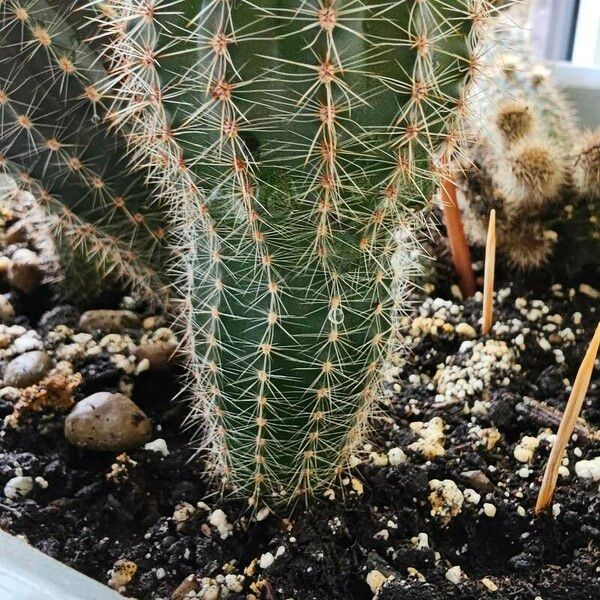 Echinocereus pectinatus पत्ता