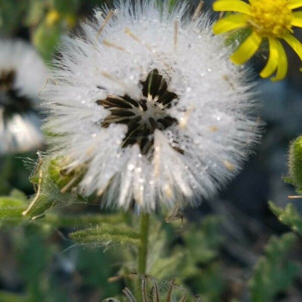 Senecio viscosus Fruto