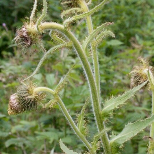 Cirsium carniolicum Sonstige