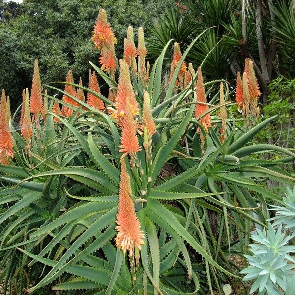 Aloe arborescens (Candelabra aloe)