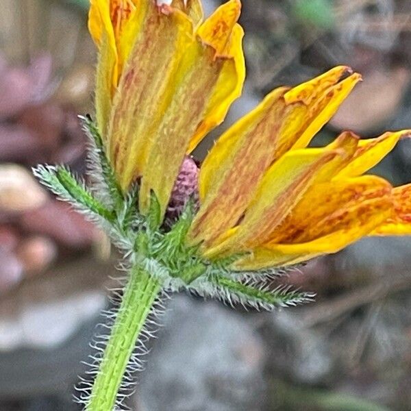 Rudbeckia hirta 花