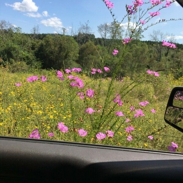 Agalinis purpurea 花