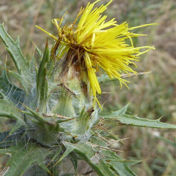 Carthamus lanatus Flower