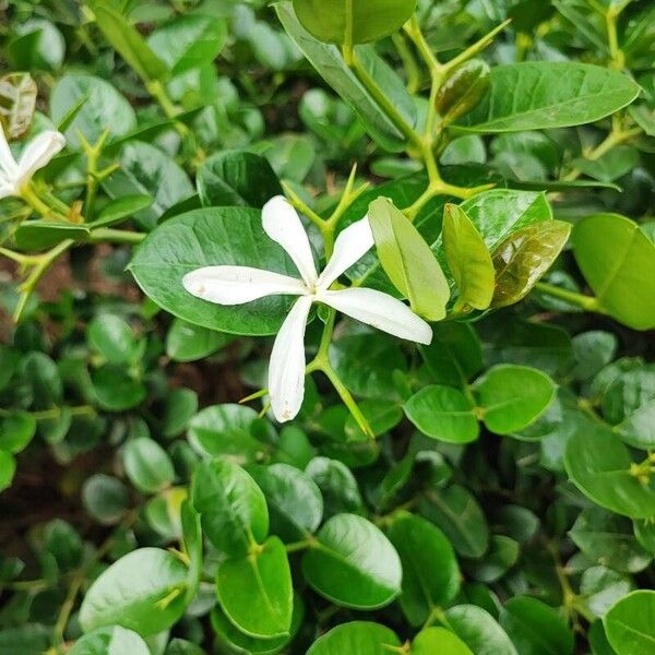 Carissa macrocarpa Flower