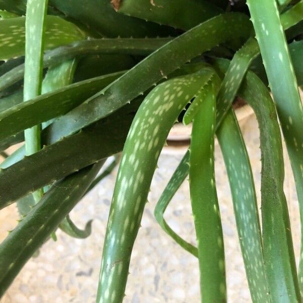 Aloe officinalis Leht