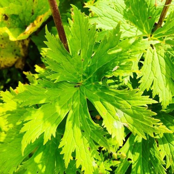 Aconitum orientale Ліст