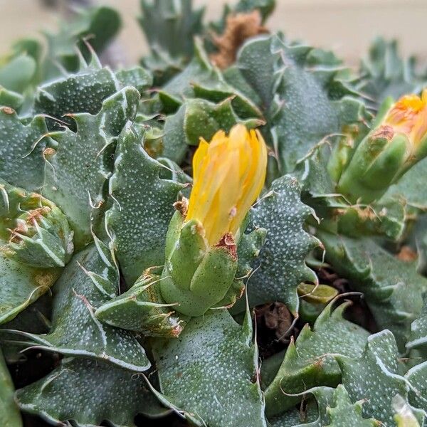 Faucaria britteniae Kvet