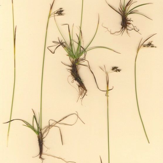 Carex capillaris आदत