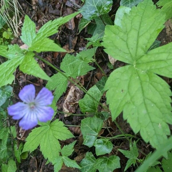 Geranium nodosum Квітка