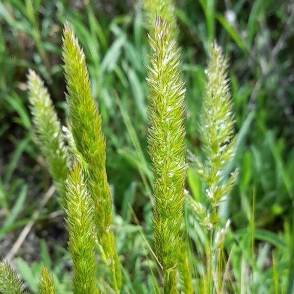 Phalaris angusta Flor