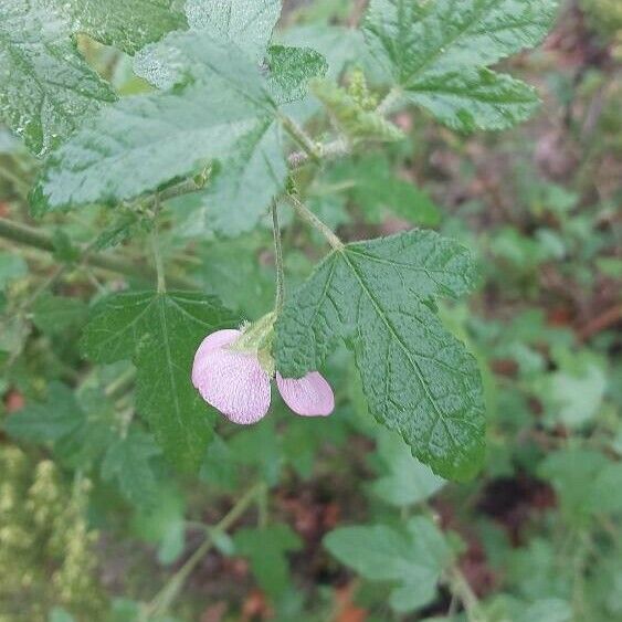 Anisodontea scabrosa Leaf