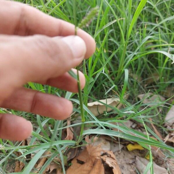 Echinochloa colonum Fulla