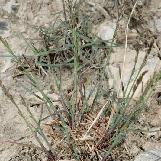 Poa glauca Συνήθη χαρακτηριστικά