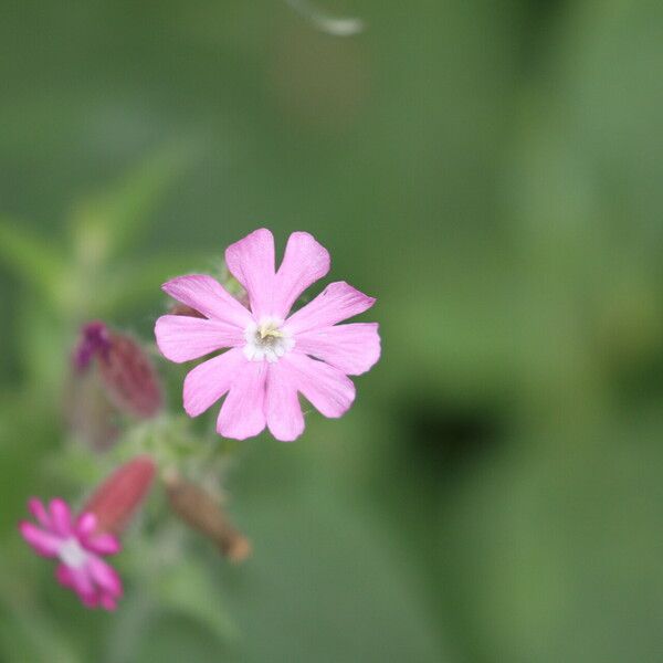 Silene × hampeana Flower