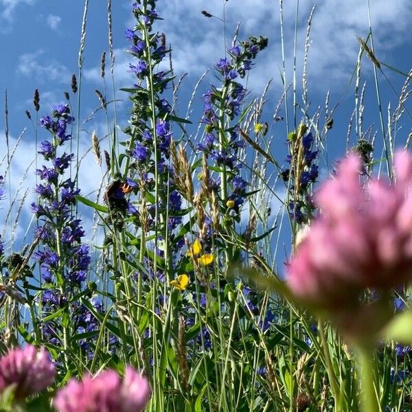 Echium vulgare Cvet