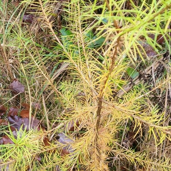 Larix kaempferi Лист