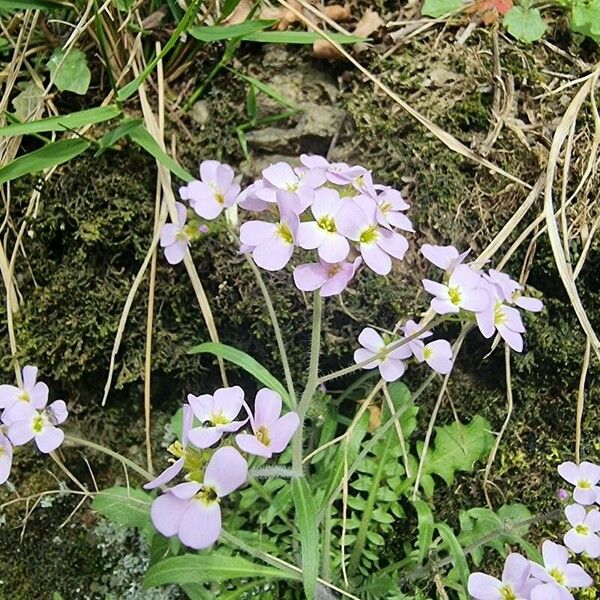 Arabidopsis arenosa Blomst