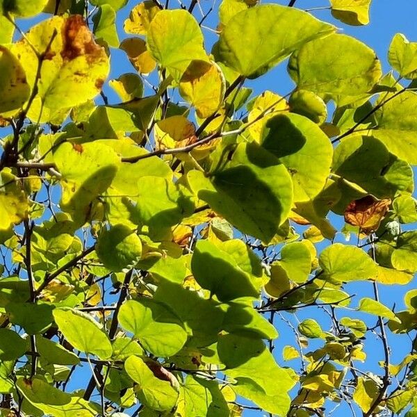 Cercis siliquastrum Liść