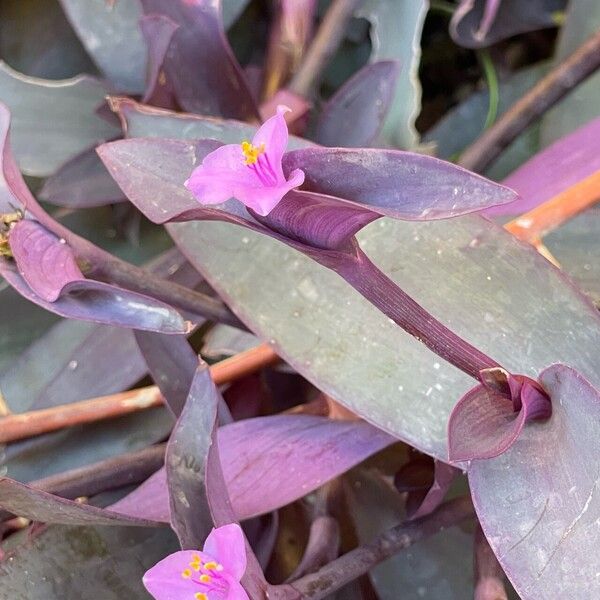 Tradescantia pallida Frunză