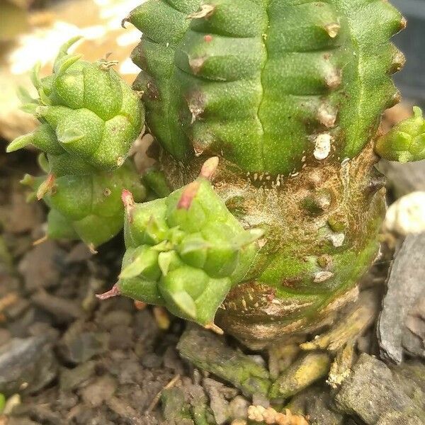 Euphorbia globosa 葉