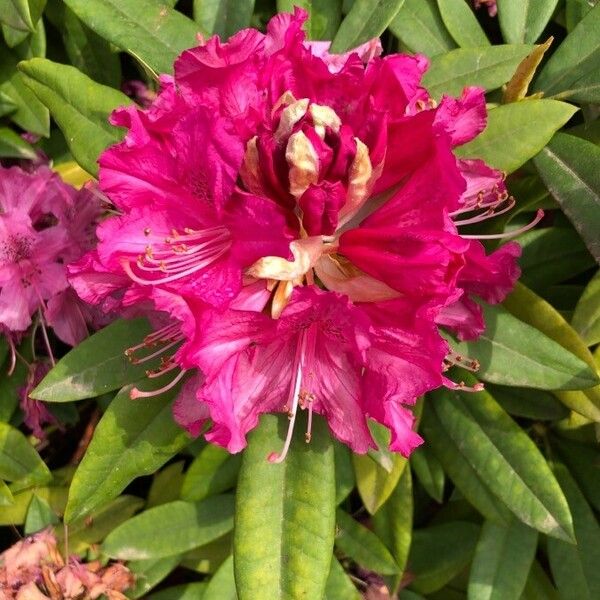 Rhododendron ferrugineum Õis