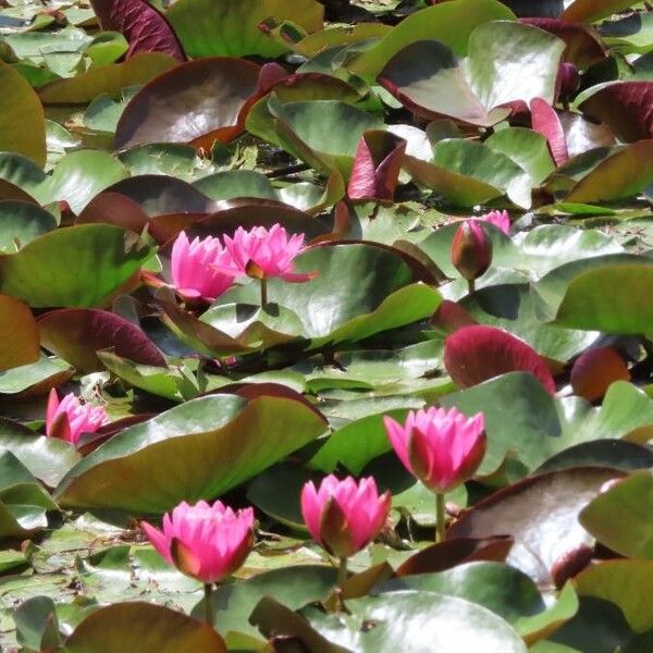 Nymphaea candida Flower