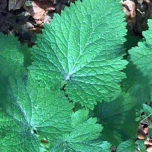 Scrophularia vernalis Листок