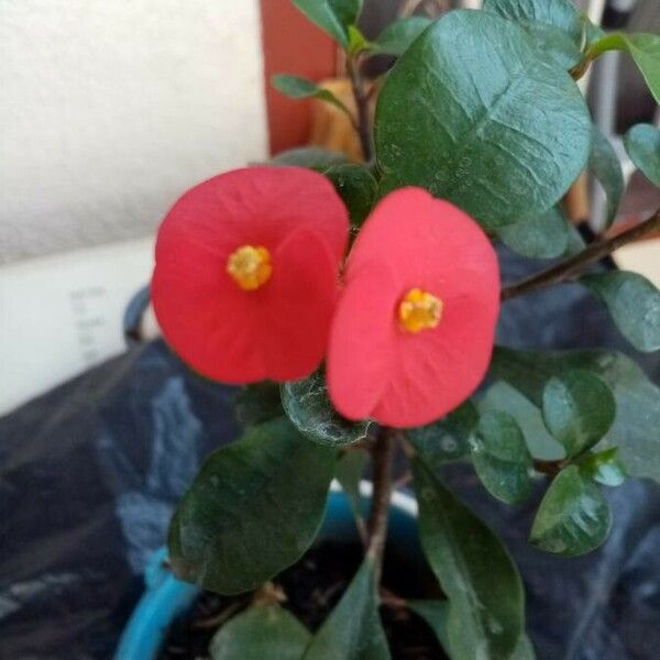 Euphorbia geroldii Flower