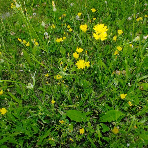 Crepis tectorum Yeri