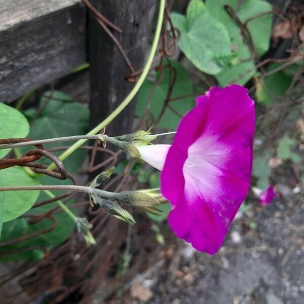 Ipomoea purpurea 花