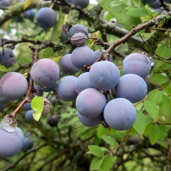 Prunus × fruticans Vaisius