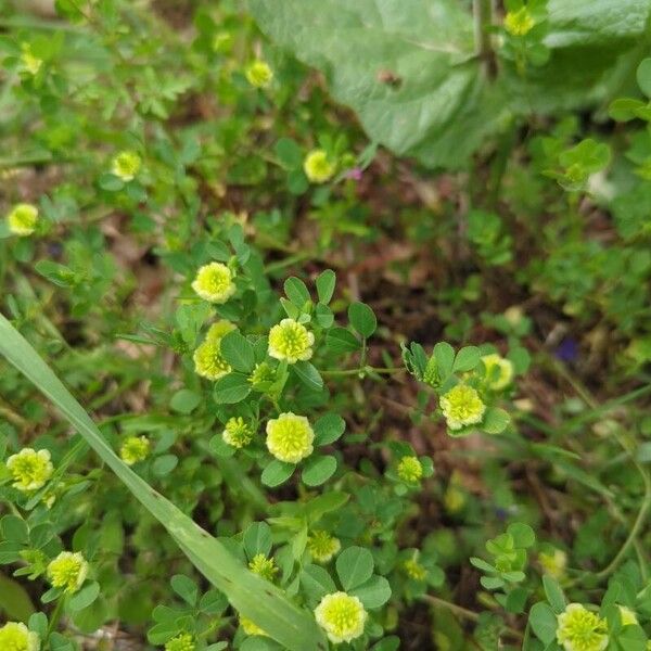 Trifolium campestre Цвят