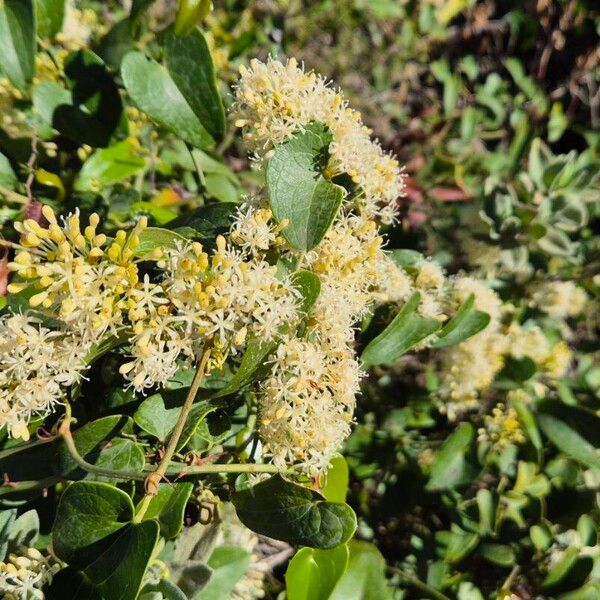 Smilax aspera Flor