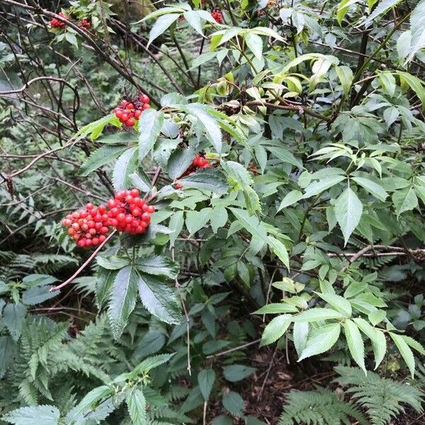 Sambucus racemosa Ffrwyth